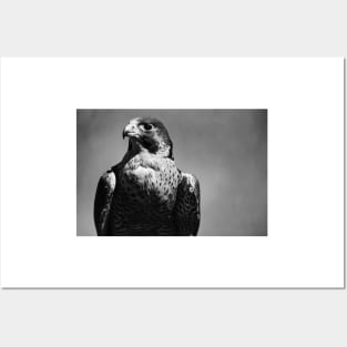 Peregrine Falcon Black and White Posters and Art